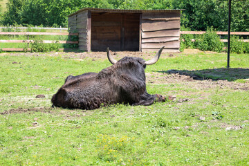 A large black yak with curved horns calmly lies on green grass, resting near a wooden shed under...