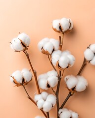 Close Up of Fluffy White Cotton Flower Clusters on a Peach Background
