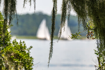 Sailboats gliding on a calm waterway framed by hanging moss in a serene landscape