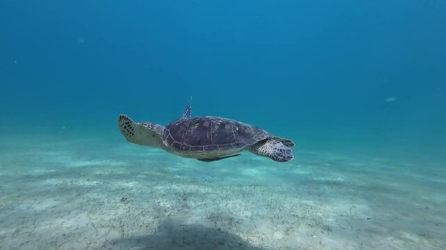A sea turtle swims in clear transparent water. A sea turtle swims in the water column above the sandy bottom of the sea.