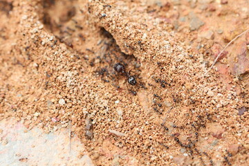 Close-up ants 