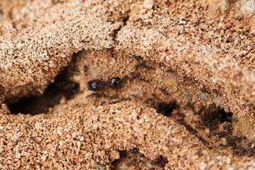 Close-up ants 