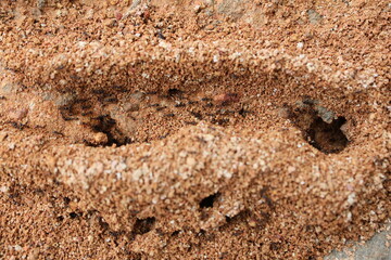Close-up ants 