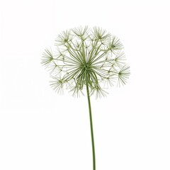 Dill plant  on plain white background