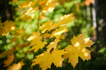 Vibrant close-up of colorful autumn leaves with soft bokeh background, perfect for fall season themes, nature, cozy concepts, backgrounds, and seasonal marketing.
