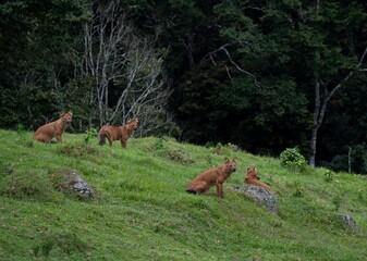 Pack of Indian wild dogs at the grassland 