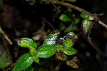Jayarams bush frog ( raorchestes jayarami ) in its habitat at Munnar, Kerala