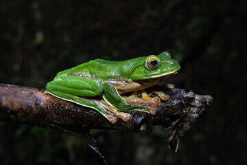False Malabar flying frog / Anamalai flying frog on a tree bark