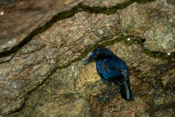 Malabar whistling thrush sitting on the top of a cave