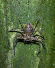 Wolf spider on tree bark