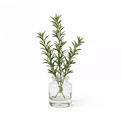 Rosemary plant crystal glass on plain white background