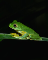 Green tree frog on the leaf