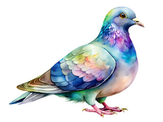 Fototapeta premium Vibrant Watercolor Pigeon Illustration with Rainbow Feathers on Transparent Background, Watercolor Clipart Illustration With Isolated Background..