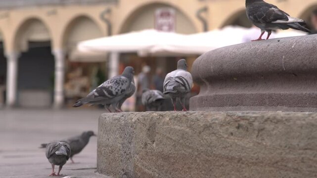 Pigeons mating and walking in piazza della liberta, udine