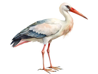 White Stork with Pink and Grey Feathers on Transparent Background, Watercolor Clipart Illustration With Isolated Background..