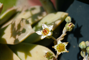 Close-up of a Ghost Plant, also known as Mother of Pearl, showing its fleshy pastel leaves and flower.