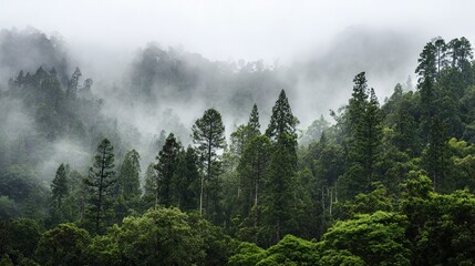 Foggy forest landscape with green trees on white background, representing nature, ecology, and environmental protection in vintage-style photo.