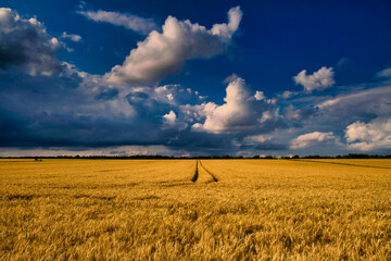 The Golden Wheat Field Spreads Out Beautifully Under the Dramatic Clouds That Hover Above It