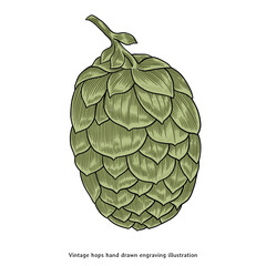 Vintage Hop Cone Illustration - Hand Drawn Engraving Style