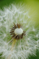 A delicate dandelion seed head, partially blown, with fluffy white parachutes ready to disperse,...