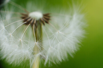 Fototapeta premium A delicate dandelion seed head, partially blown, with fluffy white parachutes ready to disperse, set against a soft green background.