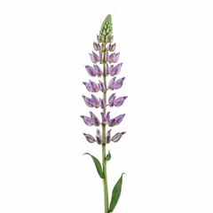 Naklejka premium Lupine flower stalk crystal glass for 3D on plain white background