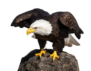 Obraz premium Powerful Bald Eagle Looking Down from Above with Focused Expression, isolated on transparent background PNG