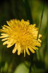 A vibrant yellow dandelion bloom, basking in sunlight, with a soft, natural green background and hints of grass, highlighting its cheerful presence.