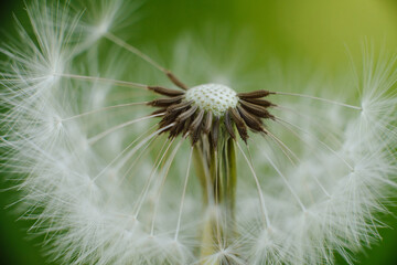 A delicate dandelion seed head, partially blown, with fluffy white parachutes ready to disperse,...