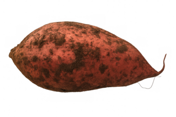 Moldy sweet potato with decaying skin, showcasing food spoilage and waste on clean transparent background