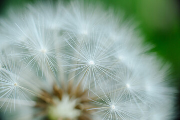 Fototapeta premium A delicate dandelion seed head, partially blown, with fluffy white parachutes ready to disperse, set against a soft green background.