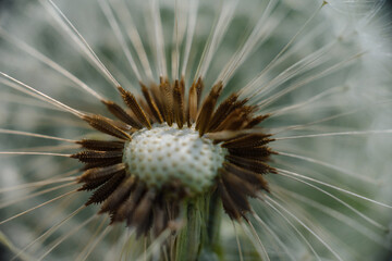 A delicate dandelion seed head, partially blown, with fluffy white parachutes ready to disperse,...
