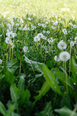 A vast field of fluffy white dandelions under soft sunlight, with some green leaves in focus,...