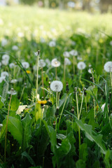 A vast field of fluffy white dandelions under soft sunlight, with some green leaves in focus,...