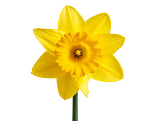 Single Yellow Daffodil in Full Bloom with Long Green Stem, Isolated on Transparent Background