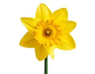 Single Yellow Daffodil in Full Bloom with Long Green Stem, Isolated on Transparent Background