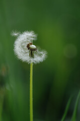 A beautiful dandelion in a field with a gentle breeze scattering its seeds. A symbol of summer, wishes, and freedom.