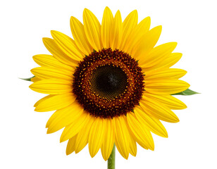 Fototapeta premium Single Blooming Sunflower with Long Stem and Leaves, Front View, Isolated on Transparent Background