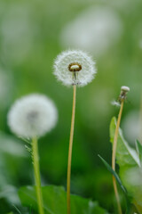 A perfectly formed dandelion clock stands sharply in focus, with another softly blurred in the background, against a natural green field.