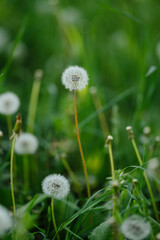 A vast field of fluffy white dandelions under soft sunlight, with some green leaves in focus, evoking a peaceful and idyllic summer scene.