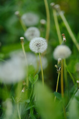 A vast field of fluffy white dandelions under soft sunlight, with some green leaves in focus, evoking a peaceful and idyllic summer scene.
