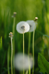A vast field of fluffy white dandelions under soft sunlight, with some green leaves in focus, evoking a peaceful and idyllic summer scene.