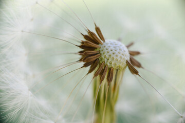 A delicate dandelion seed head, partially blown, with fluffy white parachutes ready to disperse, set against a soft green background.