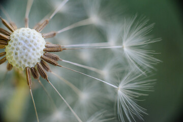 A delicate dandelion seed head, partially blown, with fluffy white parachutes ready to disperse, set against a soft green background.