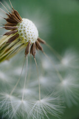 A delicate dandelion seed head, partially blown, with fluffy white parachutes ready to disperse, set against a soft green background.