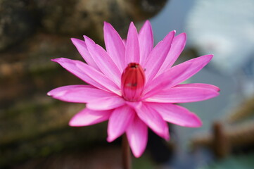 pink flower