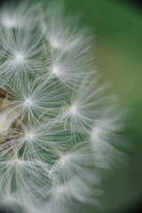 
A fluffy dandelion seed head with delicate white parachutes, some in soft focus, against a blurred vibrant green background.
