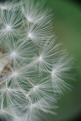 
A fluffy dandelion seed head with delicate white parachutes, some in soft focus, against a blurred vibrant green background.