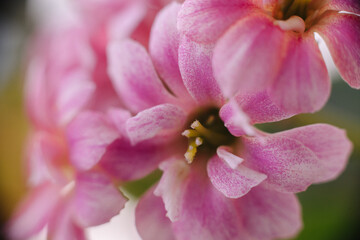 A delicate cluster of vibrant pink Kalanchoe blossoms, showcasing their intricate petals and soft hues against a blurred background. Perfect for floral themes.