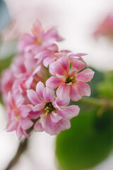A delicate cluster of vibrant pink Kalanchoe blossoms, showcasing their intricate petals and soft hues against a blurred background. Perfect for floral themes.